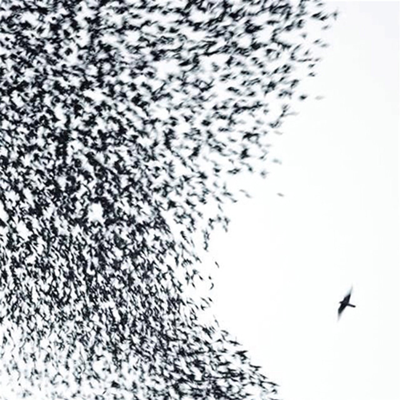 Wilco – Sky Blue Sky