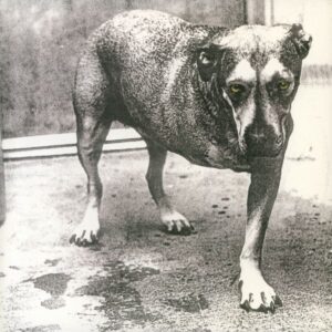 Alice In Chains – Alice In Chains