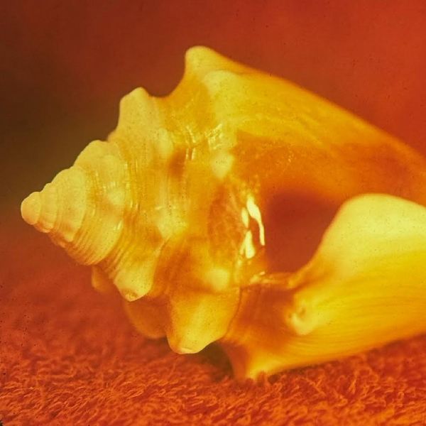 Ilmestyy 28.8.2026 / Allah-Las – Sirenas